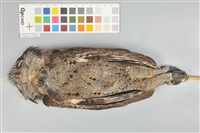 藏品(領角鴞)的圖片